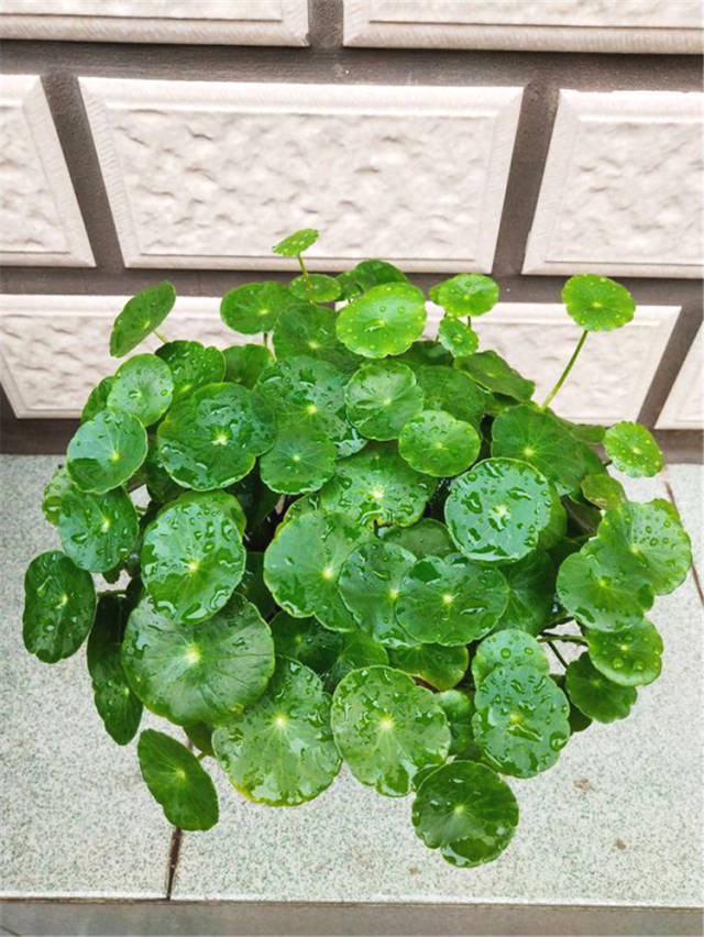 用水扦插茉莉方法：掌握技巧，轻松繁殖