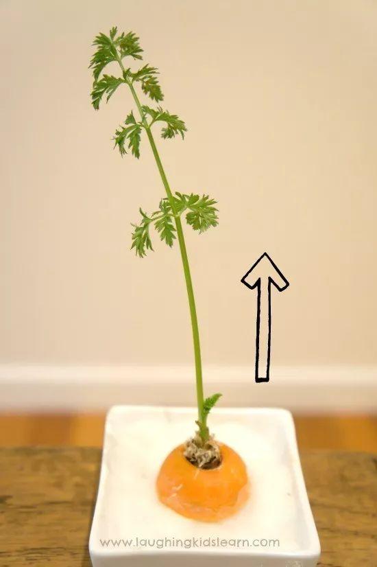 草莓的栽种方法：从选种到丰收的全方位指南