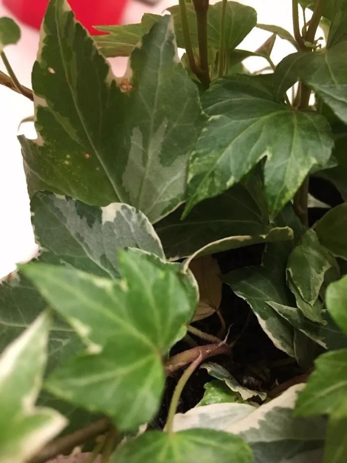 用叶子扦插的花：探索植物繁殖的奇妙魔法