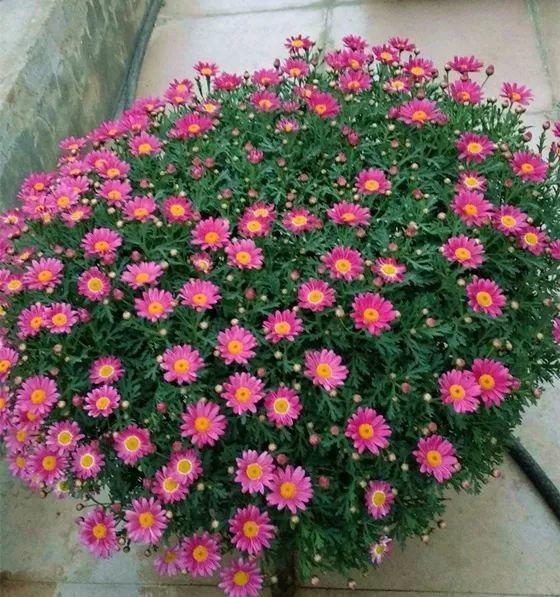 扦插后的茶花移栽：专业园丁的养护指南
