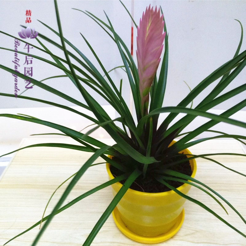 刺槐扦插几月最好 - 植物养殖专家指南