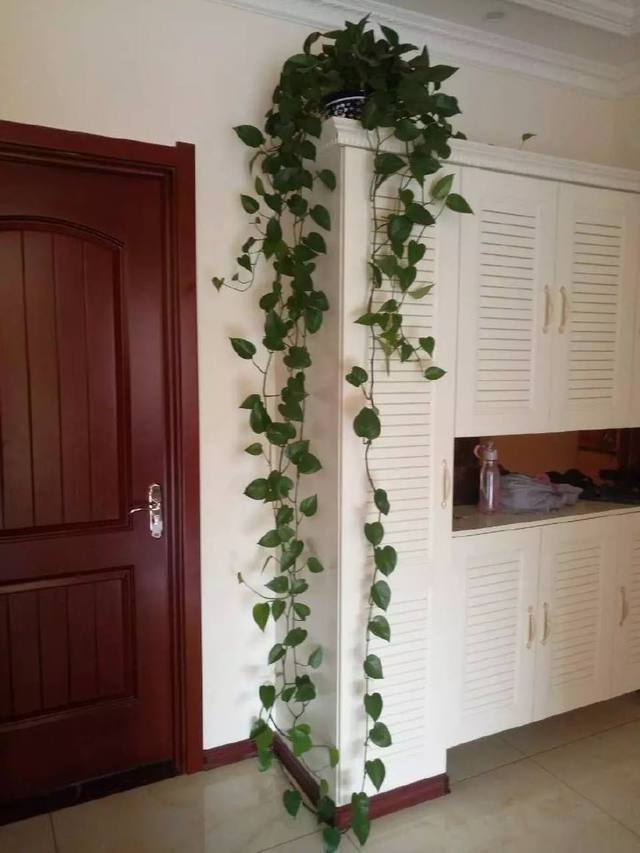 樱花扦插技术：开启樱花养殖新篇章