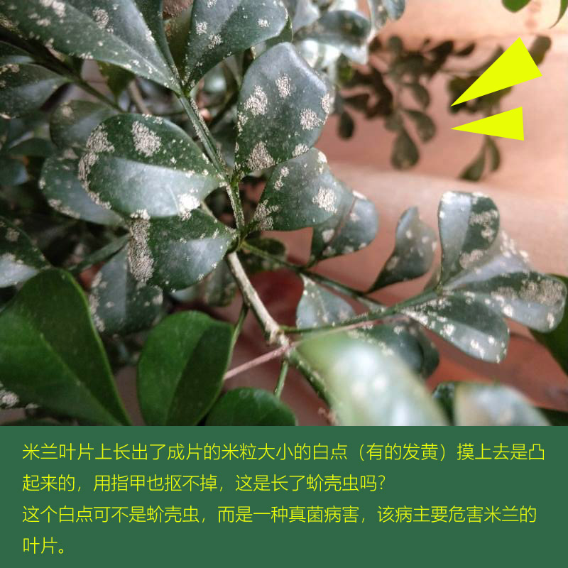 压条扦插嫁接的图片：探索植物繁殖的高效技巧