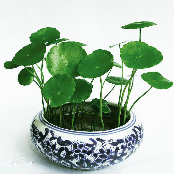 长茄子的种植方法：掌握技巧，丰收在望