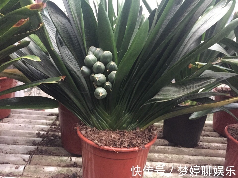 扦插水诱法：植物繁殖新技巧