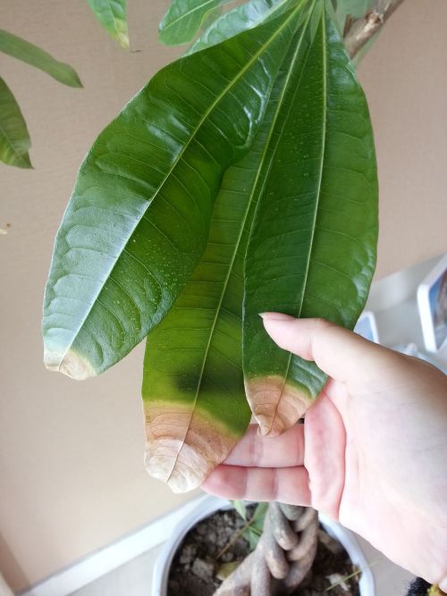 ### 红薯栽培方法