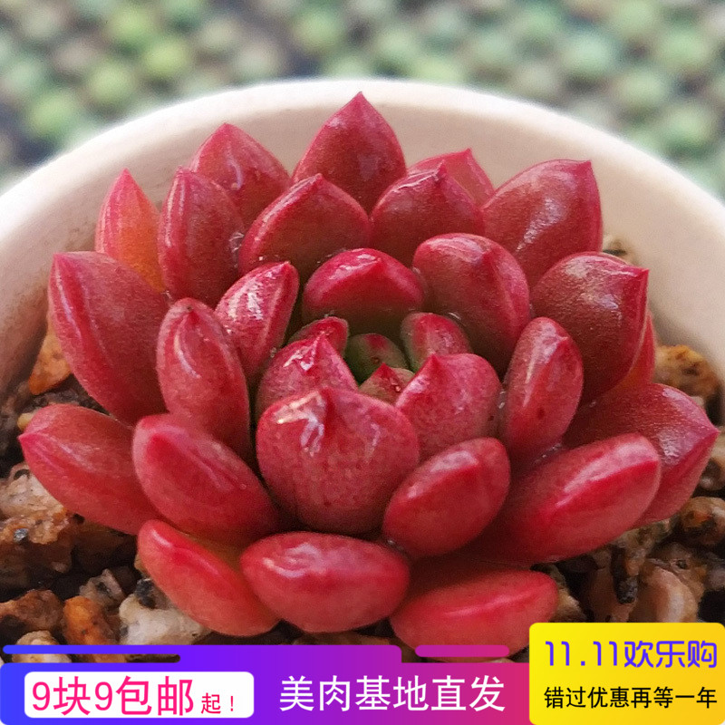 小栀子花扦插：繁殖技巧与养护指南