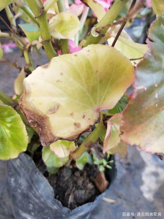 种植茄子方法：掌握要领，轻松收获丰硕果实