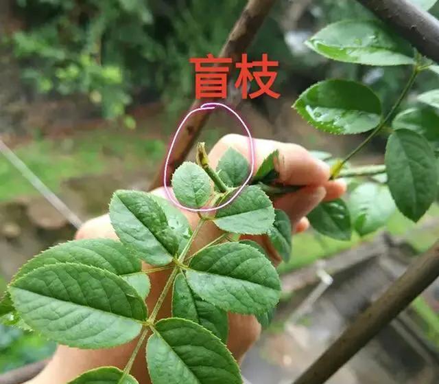 仙人柱的繁殖方法：探索园艺新境界