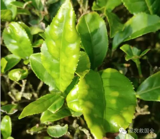 瑞香的养殖方法：培育浓郁芳香的秘密