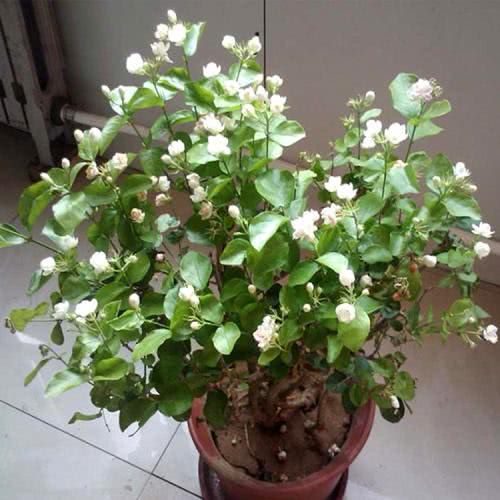 龙船花的养殖方法：让您的花园增添色彩与活力