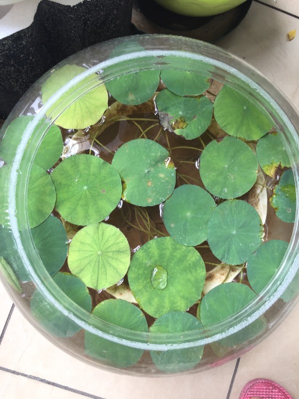 仙人球怎么养殖方法：掌握这些技巧，让你的仙人球茁壮成长