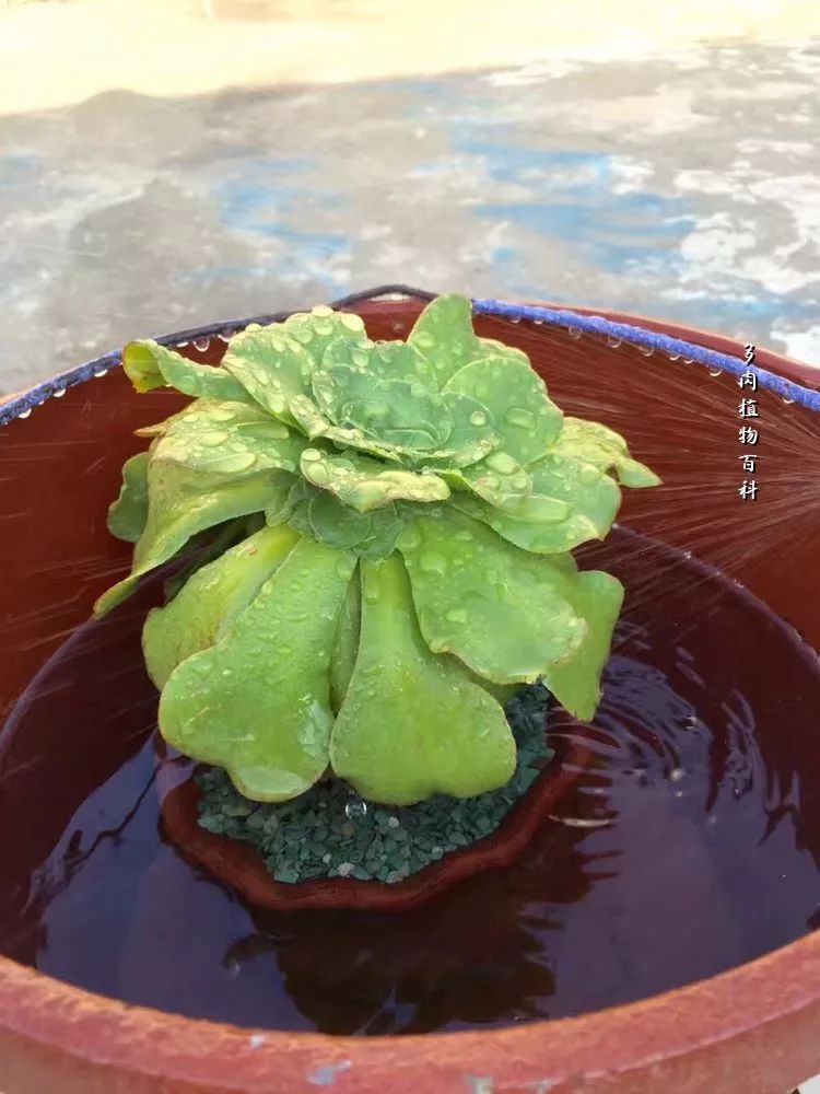 植物有哪些繁殖方法