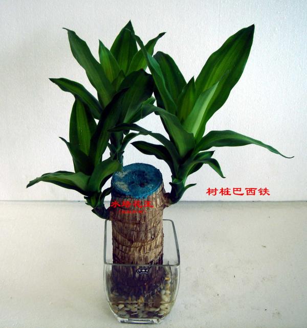 水培空心菜的方法：家庭种植新选择