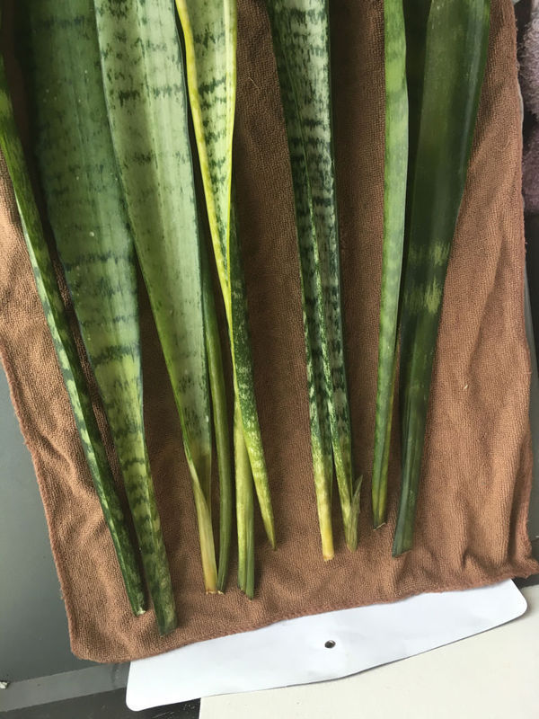 韭菜种子怎么种植方法