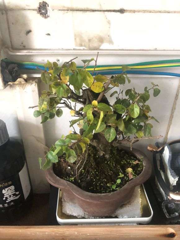### 丝瓜种植时间和方法：掌握要领，丰收在望