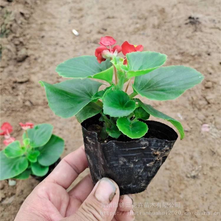 养花方法：解锁花卉养护的秘诀
