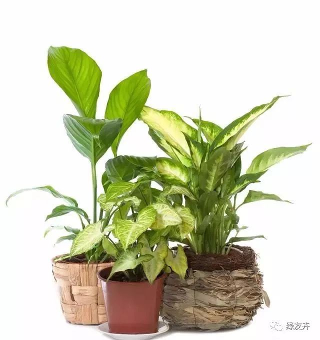 黄精的种植方法：详解种植技巧与养护要点