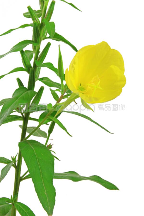 西红柿的种植方法视频：掌握关键技巧，实现丰收