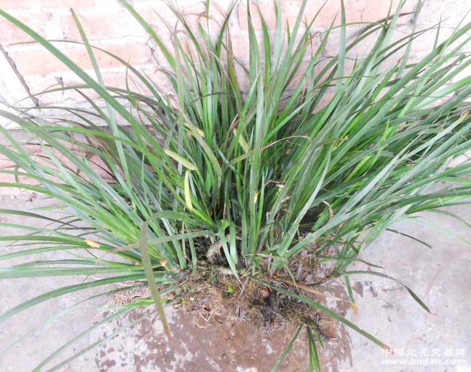 铁皮石斛种植方法盆栽：家庭养植新选择