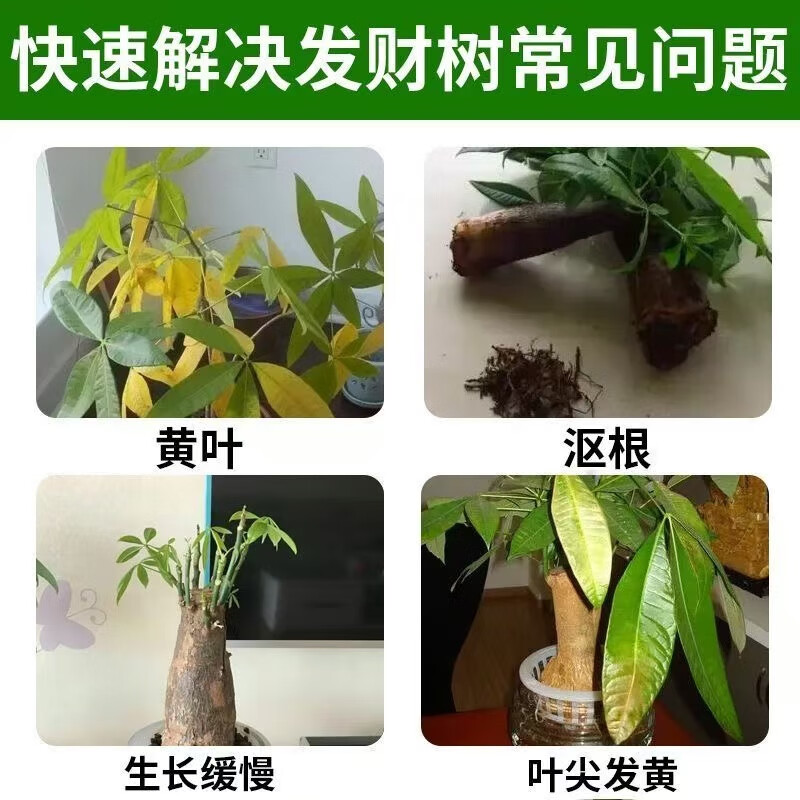 绿罗水培养殖方法如下