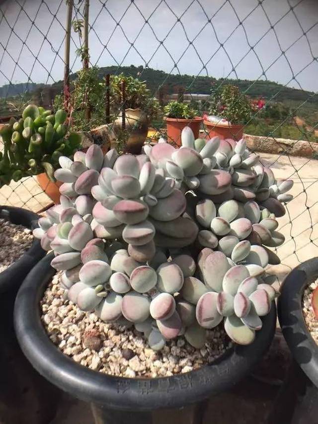 红萝卜种植时间和方法：掌握要领，收获丰硕
