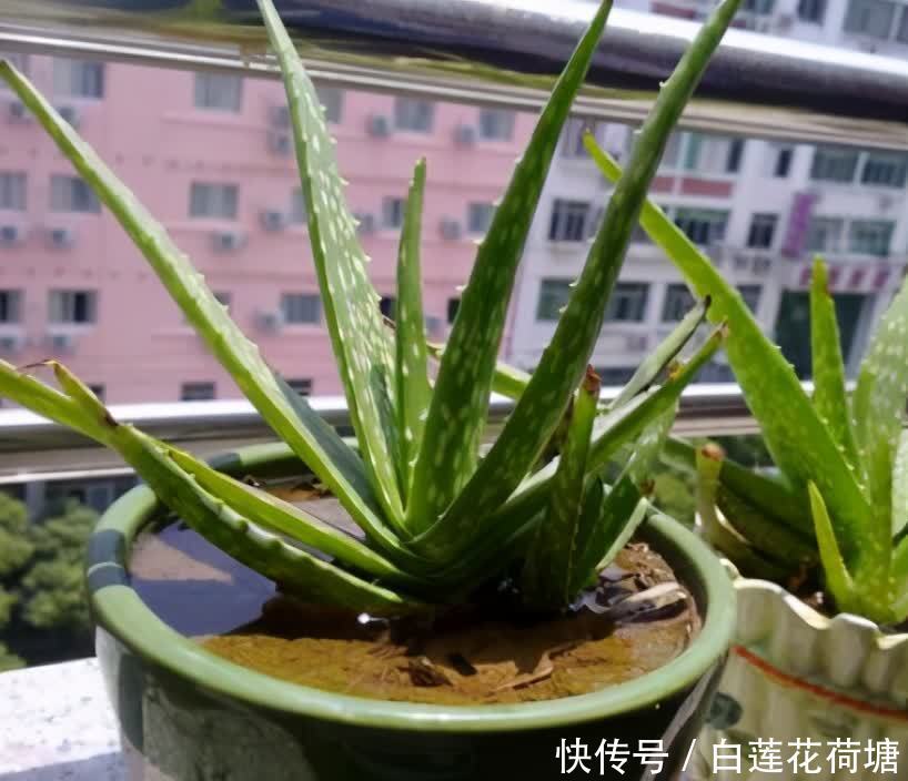 石斛的栽培方法：掌握关键技巧，养出繁茂石斛
