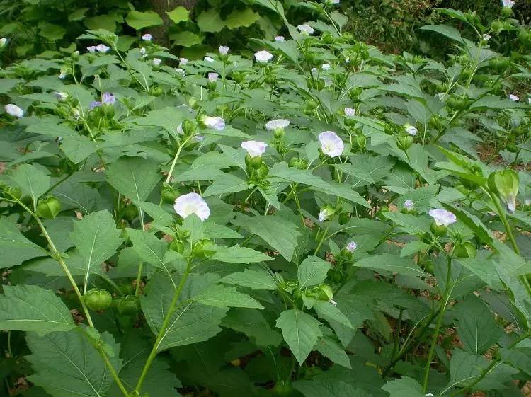 茄子种植时间和方法：掌握要领，收获丰硕果实