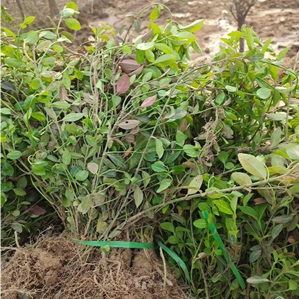 盆栽玫瑰花种植：培育美丽与香气的小窍门