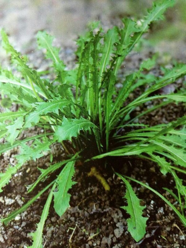 鹅蛋的保存方法：延长保鲜期的秘诀