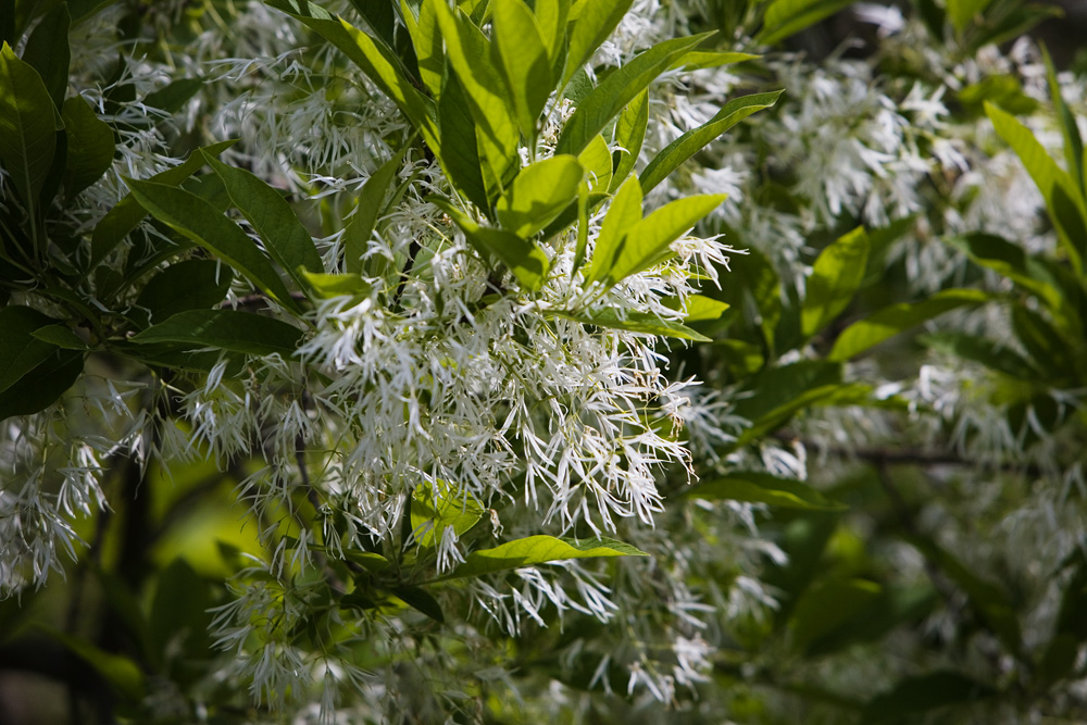 家里荷花兰的养殖方法