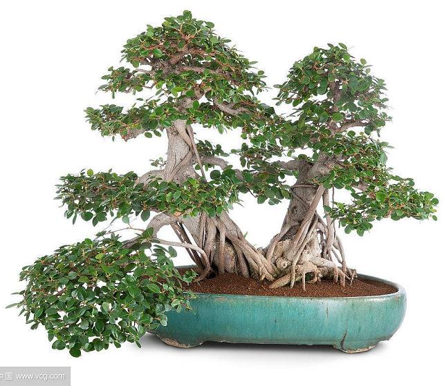 盆栽菠萝的种植方法