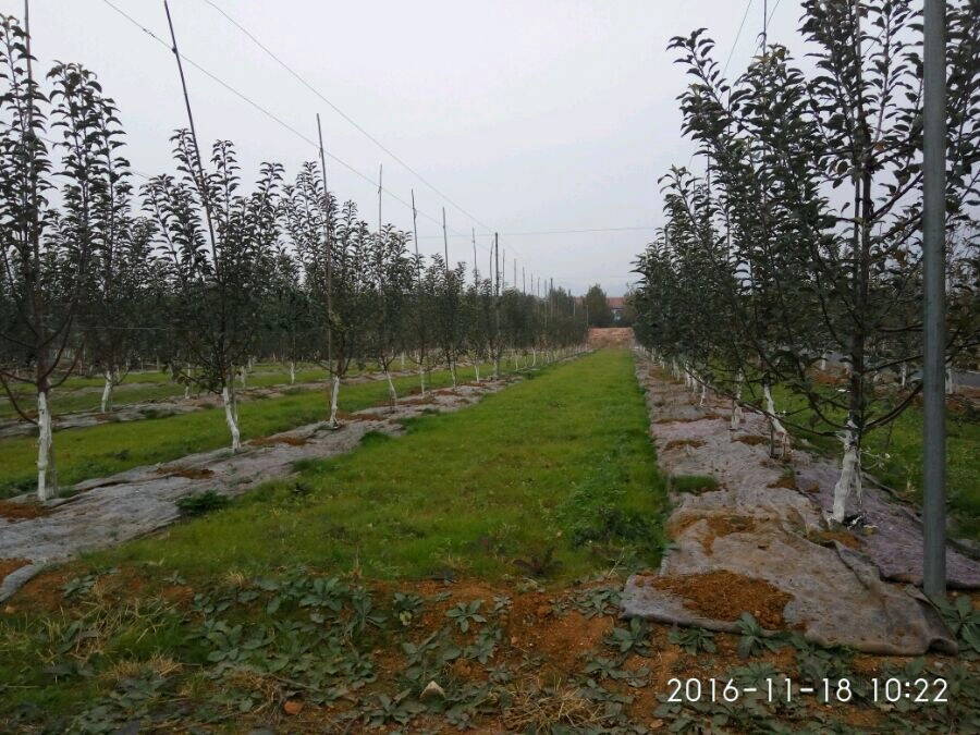 冬瓜种植方法：掌握要领，收获丰富