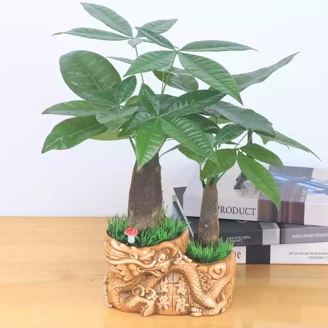 水竹的养殖方法