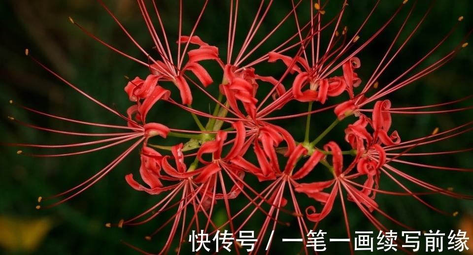 五色梅的繁殖方法