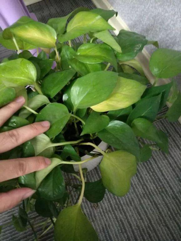 樱花树苗怎么种植方法