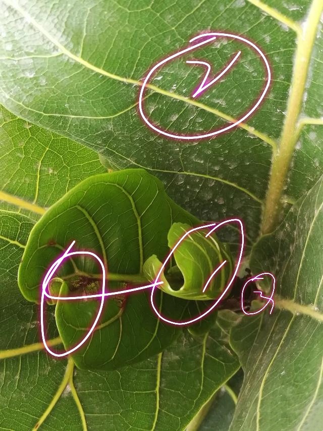 金针菇菌种制作方法：家庭种植新篇章