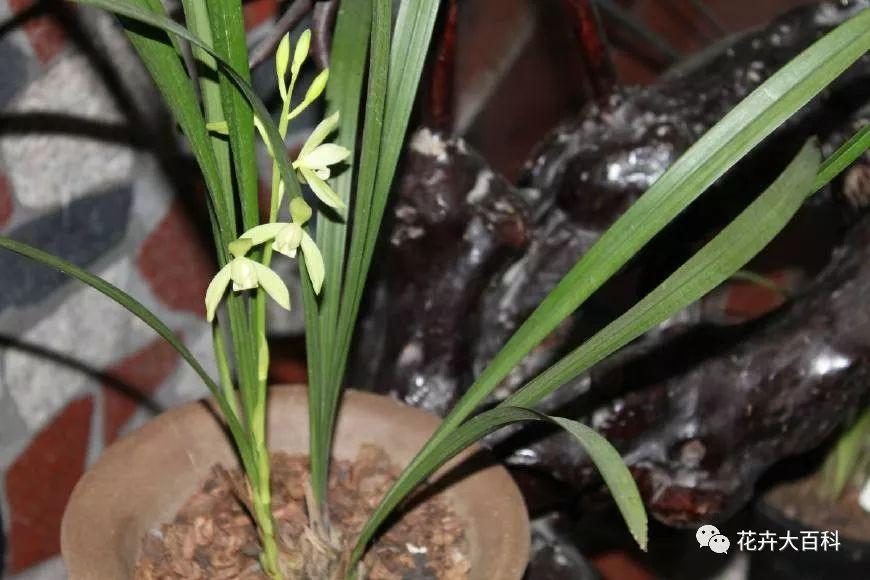 绣球花扦插方法和时间：园艺爱好者的必备指南