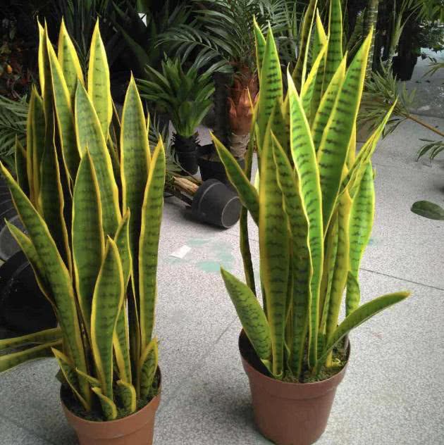 标题：盆栽葫芦种植技术视频——家庭园艺新宠儿