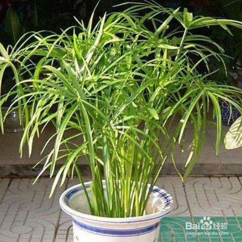# 荷花可以盆栽么？探索荷花盆栽的奥秘