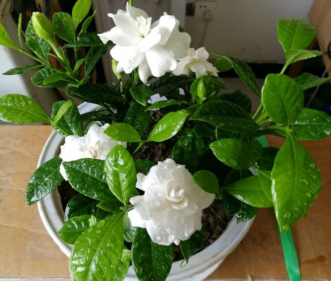 金桔盆栽发芽：种植与养护指南