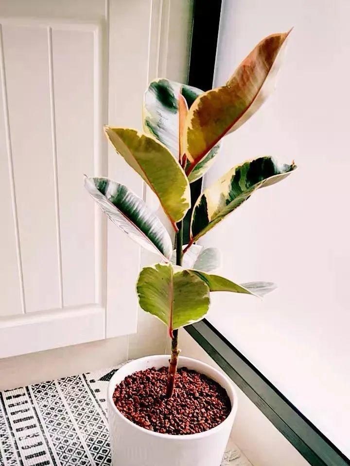盆栽荷花如何施肥：养护指南