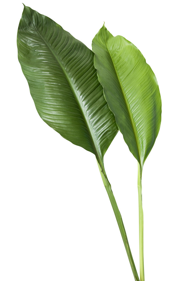 熏衣草种子的种植方法