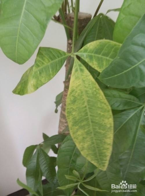 盆栽橘子怎么种：家庭种植小窍门