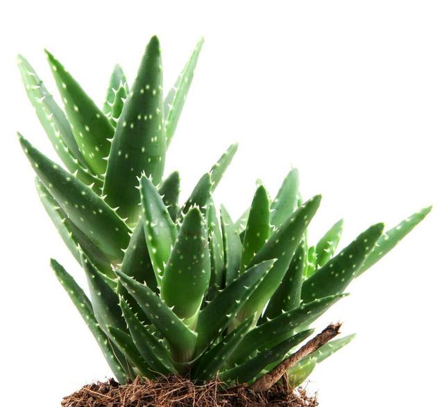 铁皮石斛盆栽栽培指南：掌握要点，养出健康植株