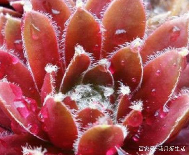 盆栽田七的种植方法：打造健康绿色小空间