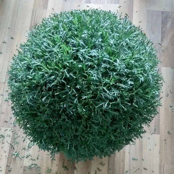 盆栽小辣椒植物：种植与养护全攻略