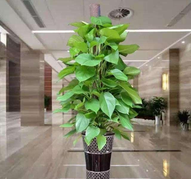 园葱头盆栽：阳台种植新选择