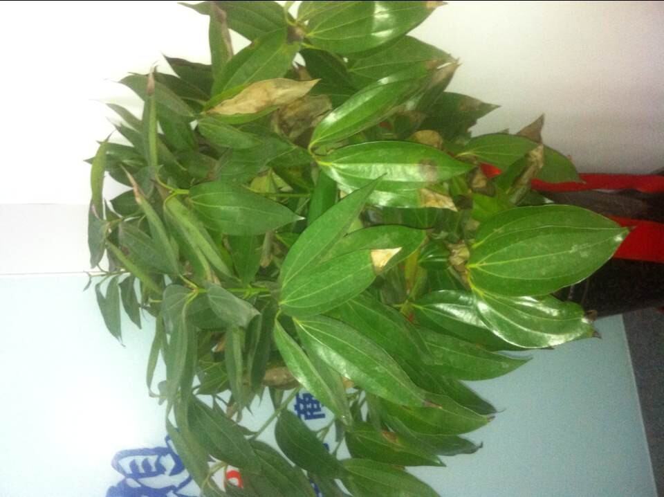 橙子盆栽图片：打造家居绿意盎然的秘密武器
