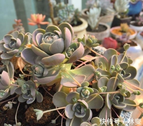 压条与扦插的区别：植物繁殖的两种常用方法
